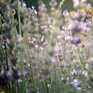 Lavender Flowers 1